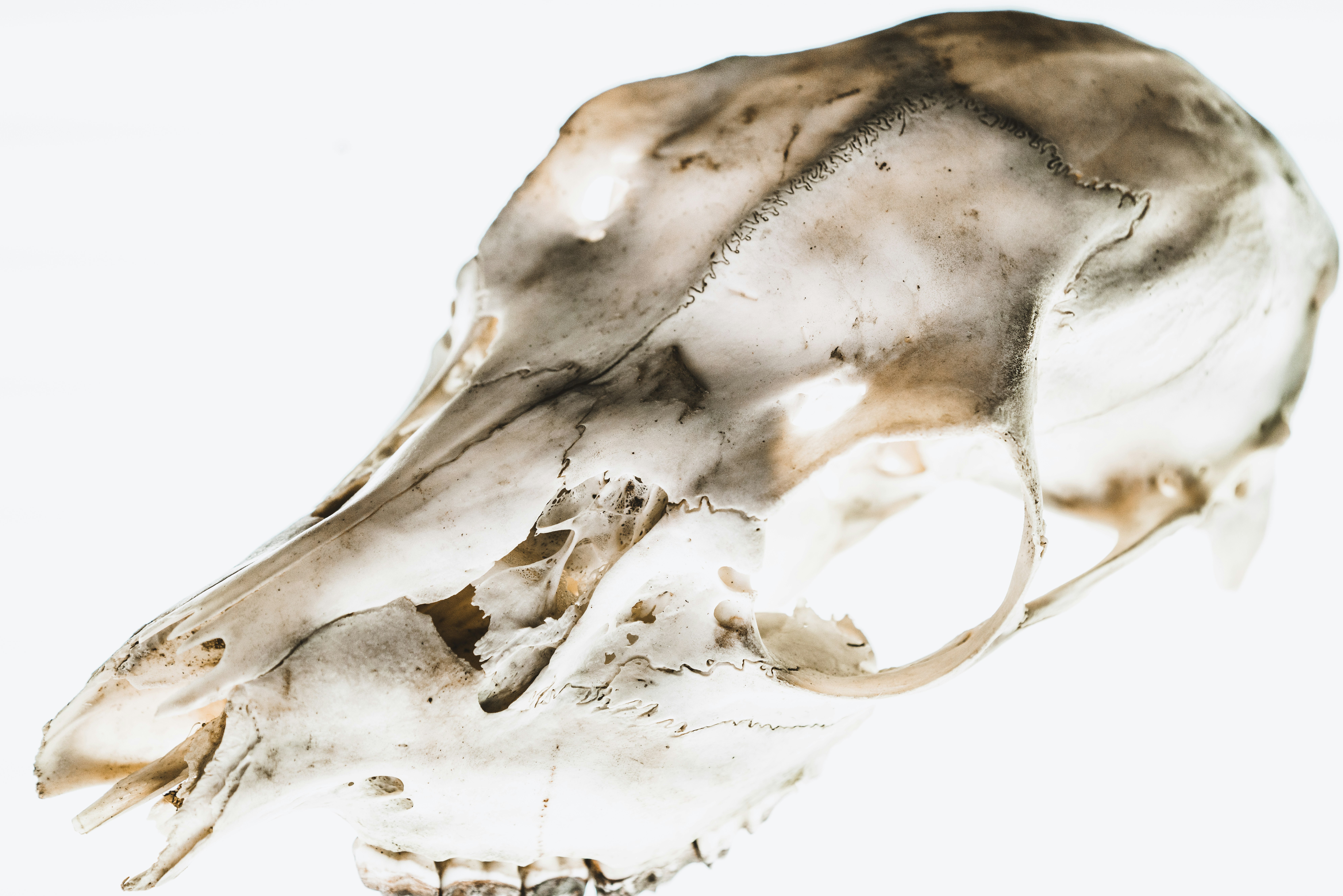 white animal skull