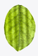 green leaf