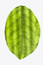 green leaf