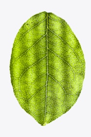 green leaf