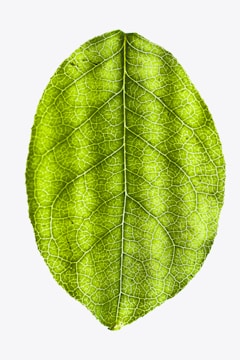 green leaf