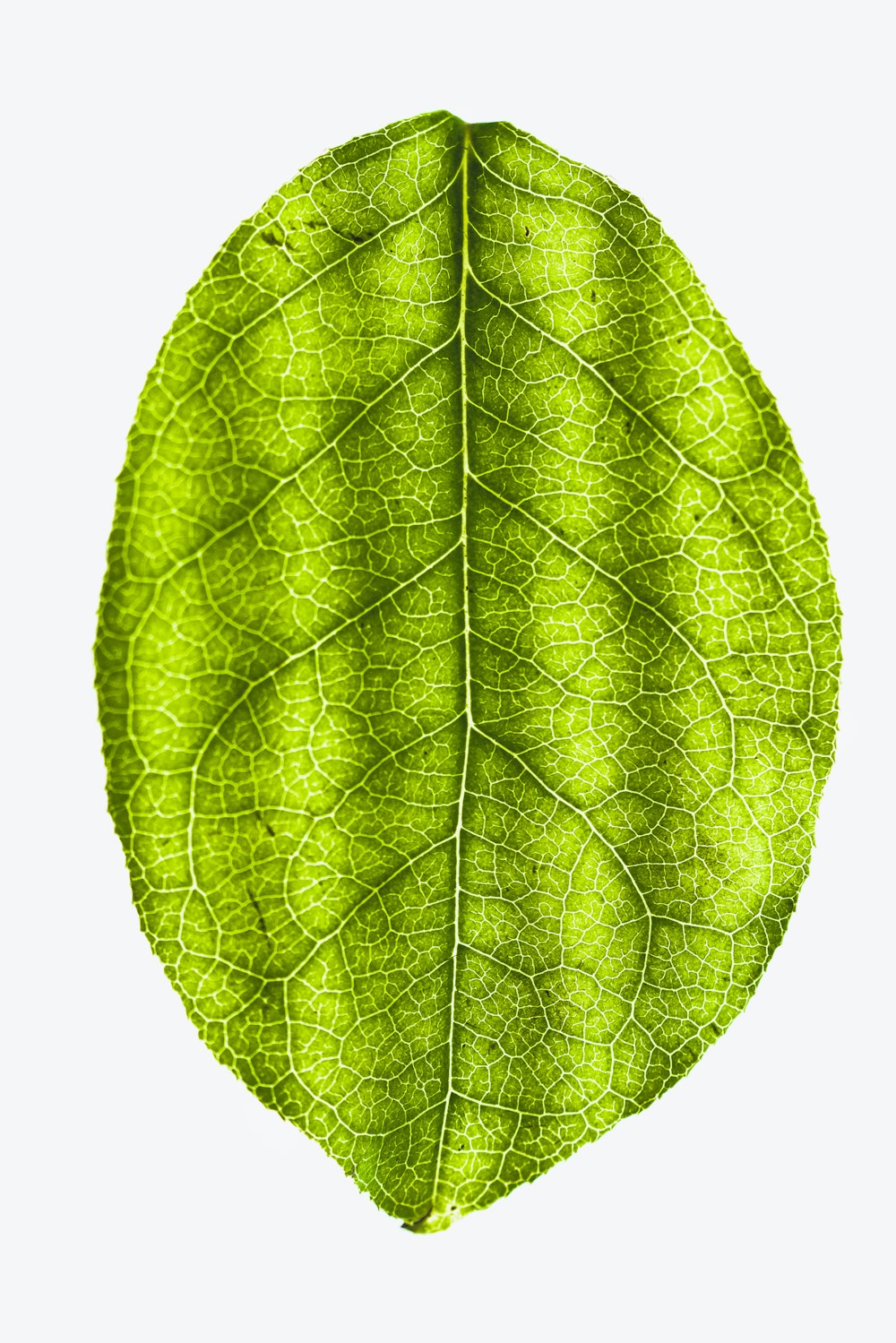 Green Leaves Pattern Image & Photo (Free Trial)