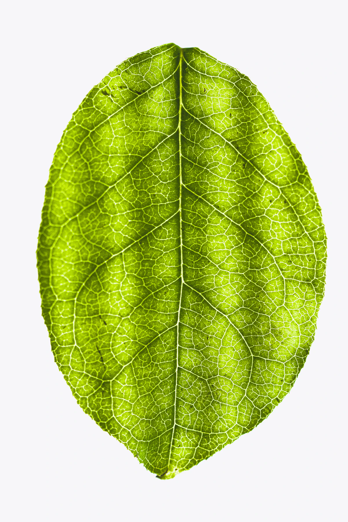 Macro shot of a cured tobacco wrapper leaf showing veins and texture