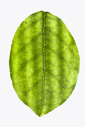 green leaf