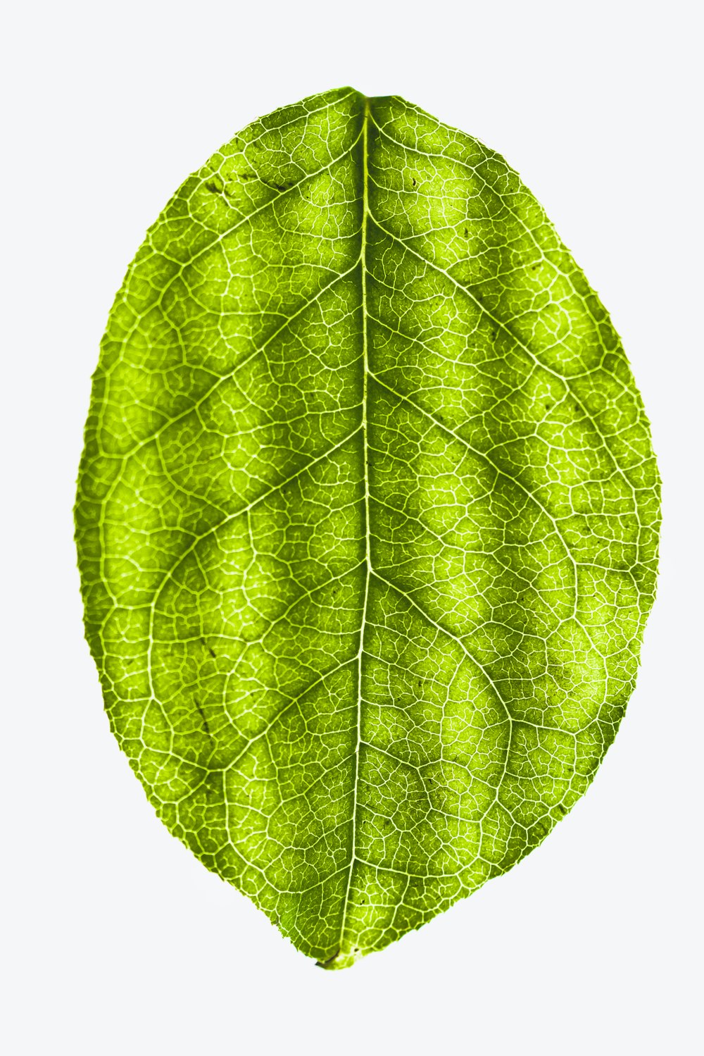 900 Leaf Background Images Download Hd Backgrounds On Unsplash