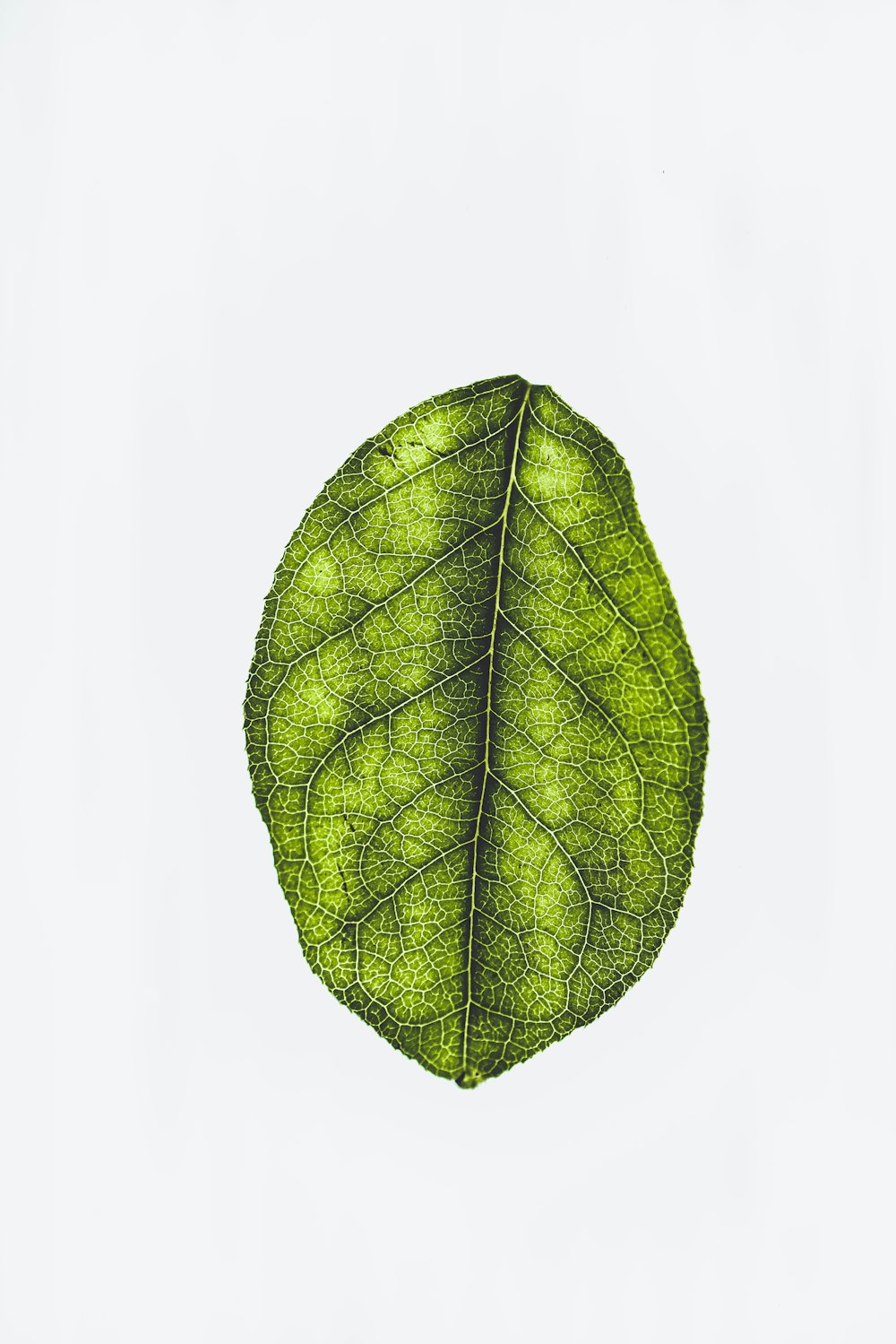 green leaf