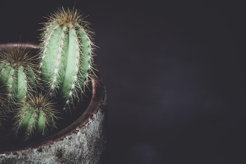 cactus potted plant