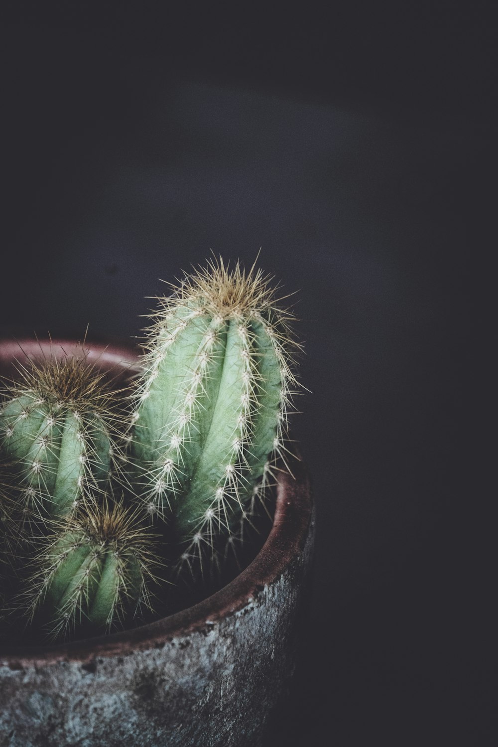 green cacti plant