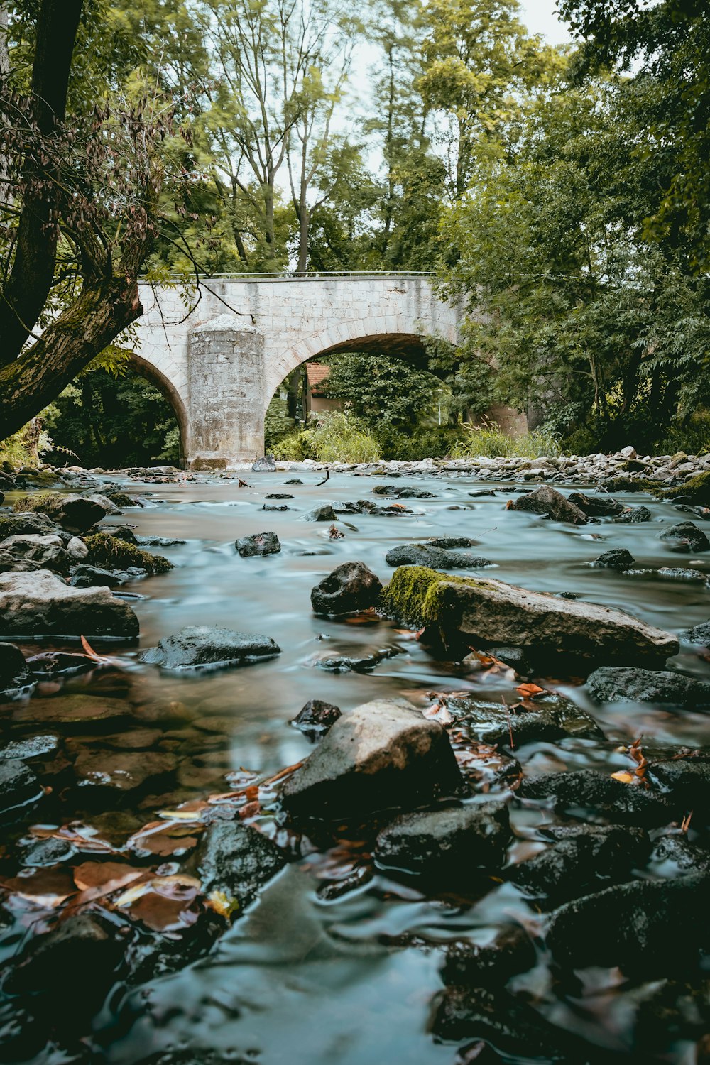 body of water near tall tree at daytime