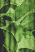 green plant leaves