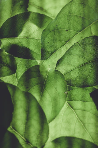 Herbal and wellness ingredients