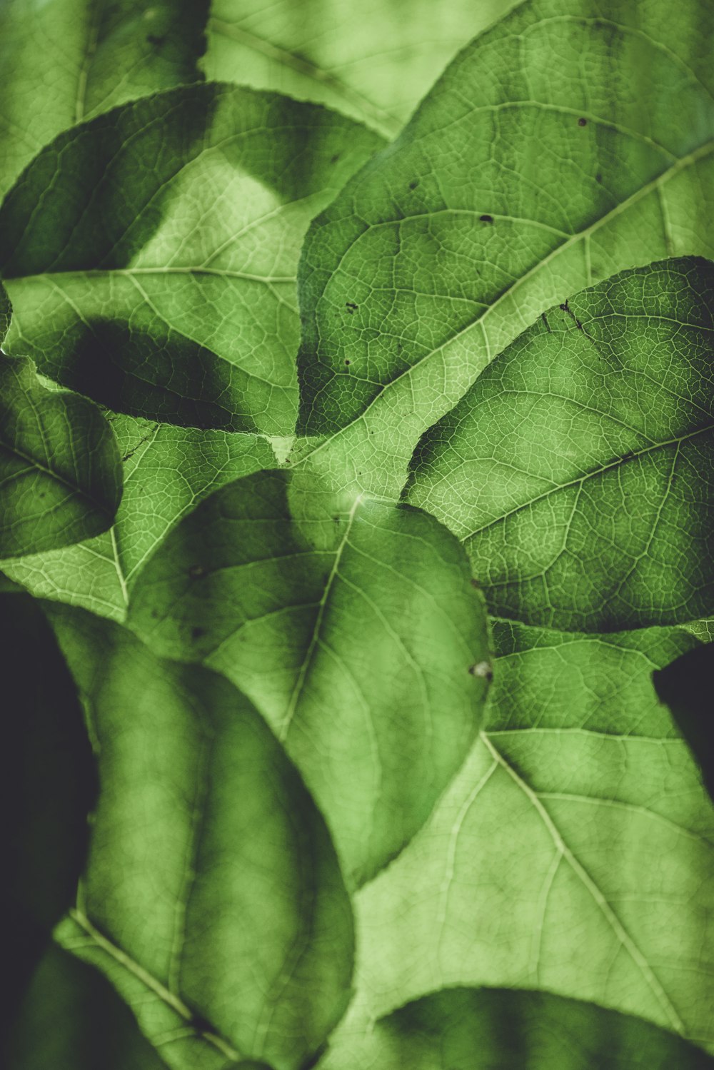 녹색 식물 잎