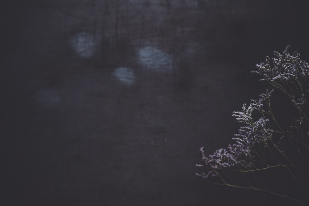 a close up of a plant with a blurry background