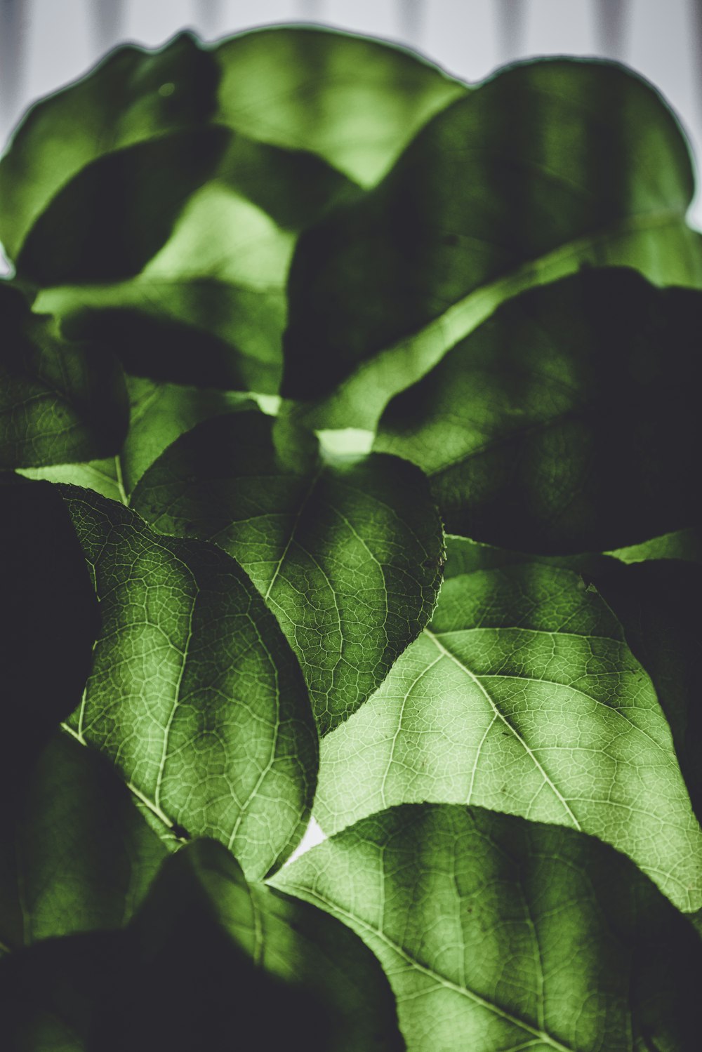 green leafed plant