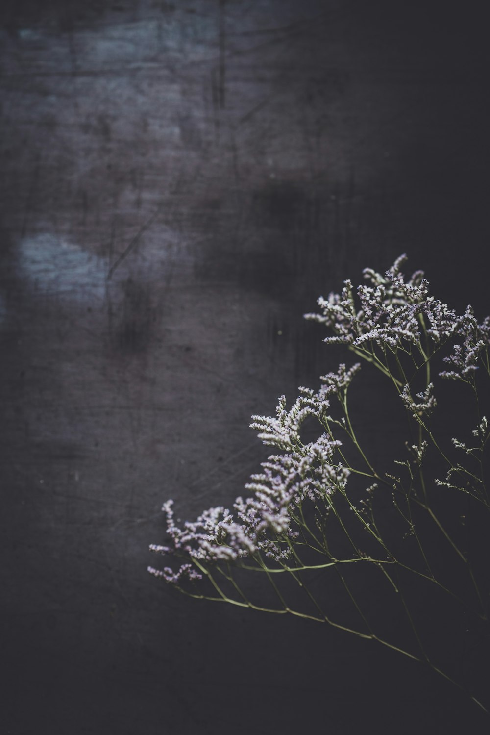 a close up of a plant on a table