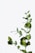 green leaf