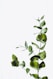 green leaf