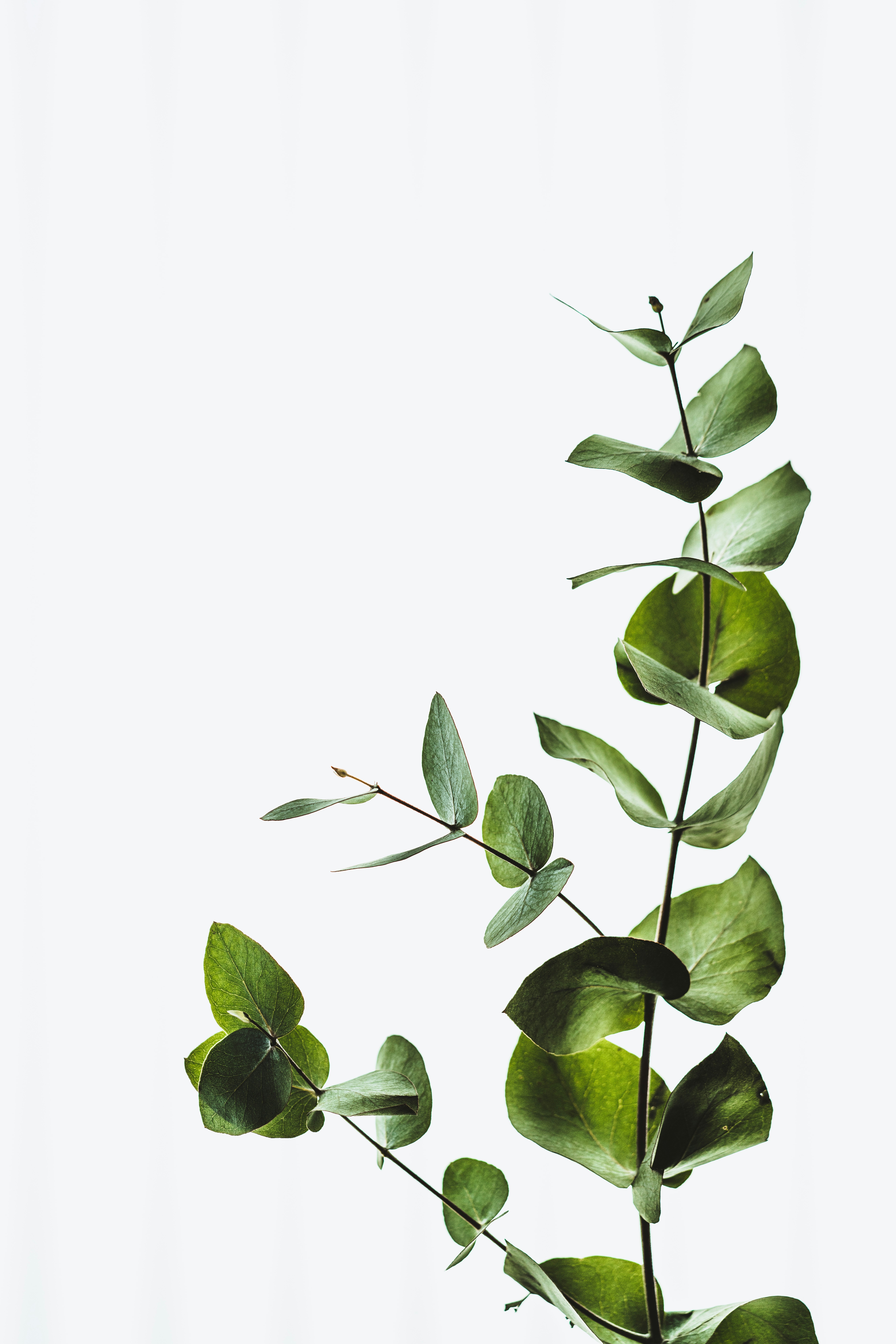 Minimal eucalyptus leaves