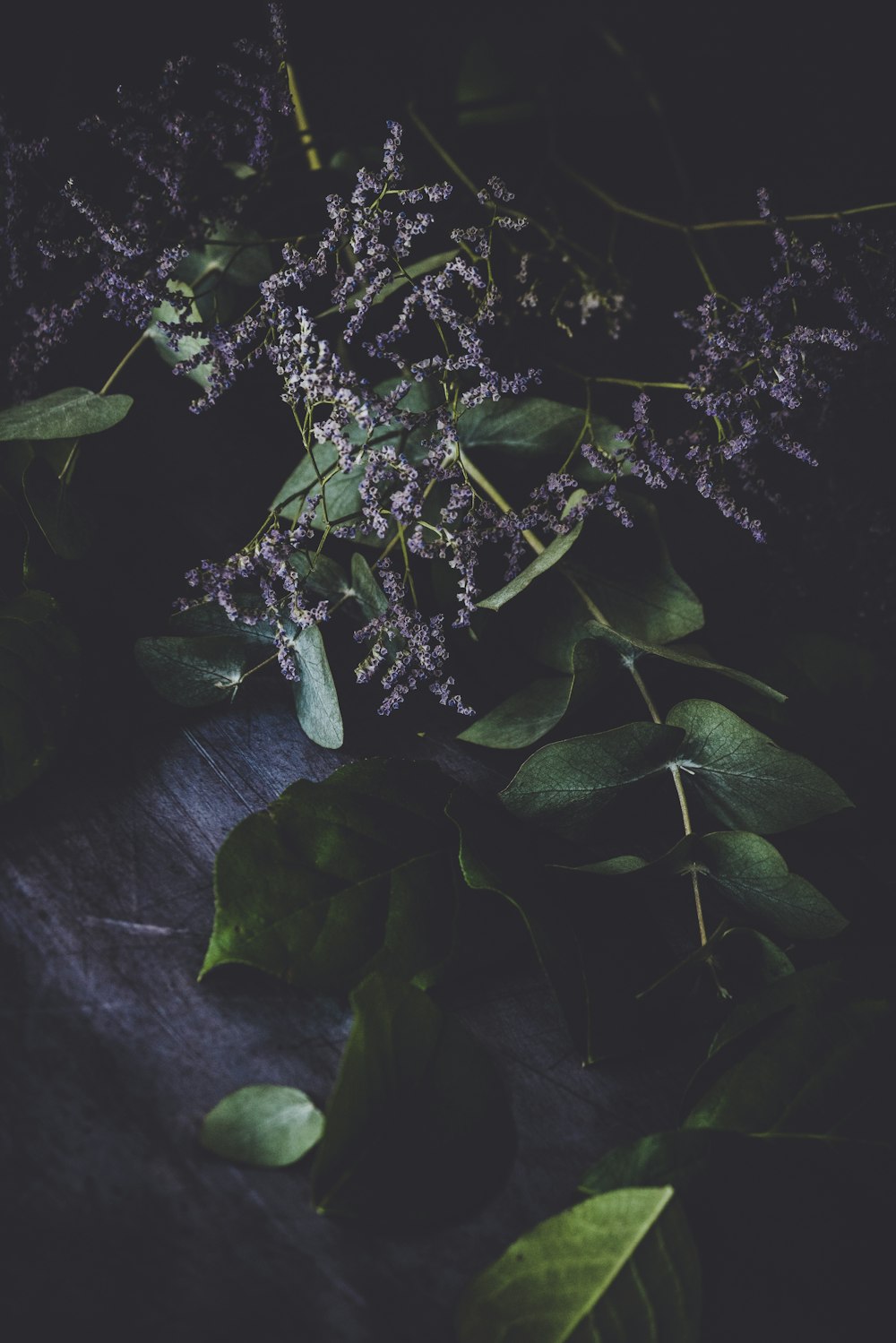 purple flowers and green leaves