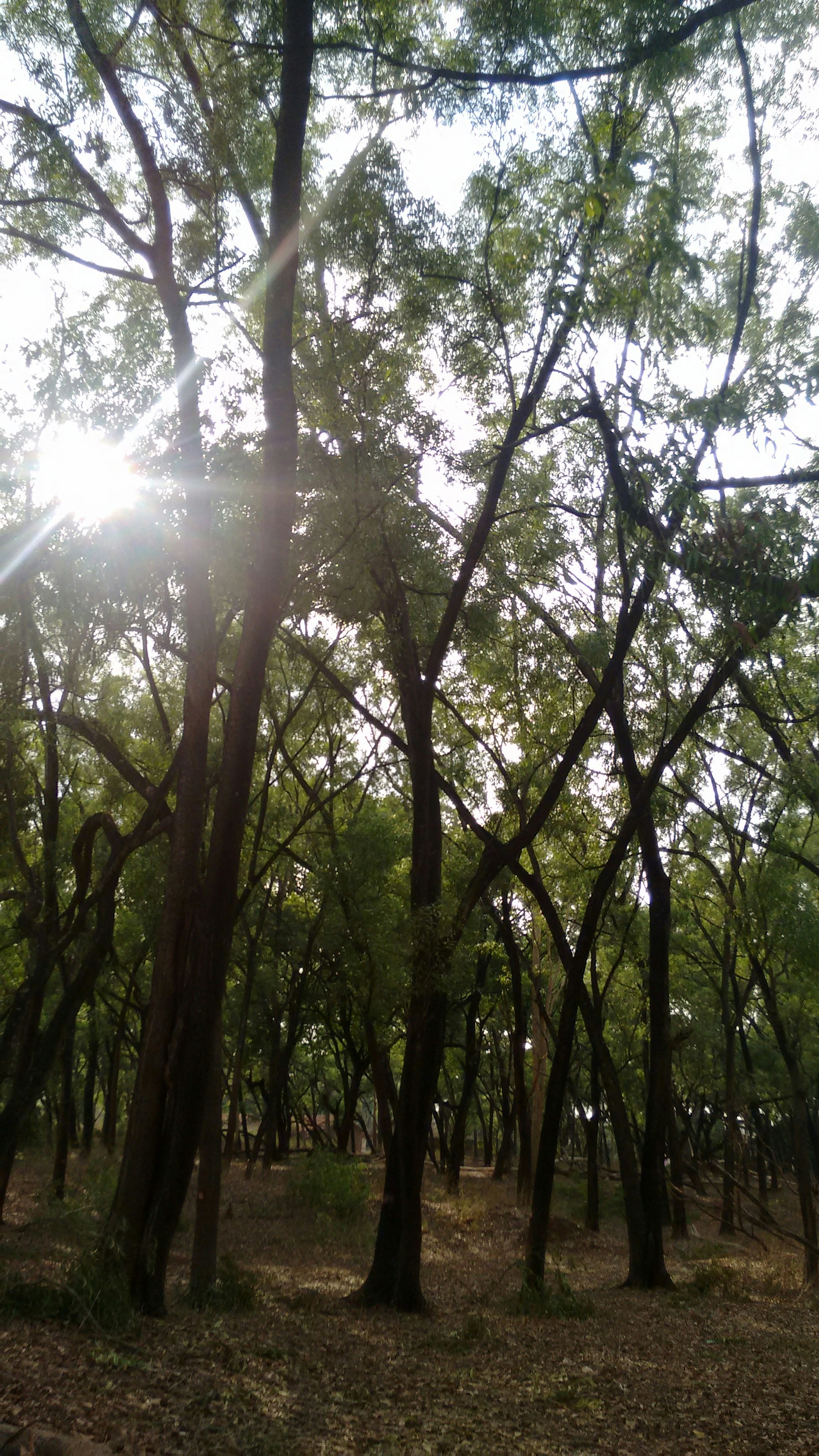 Dense green forest canopy with sunlight streaming through leaves, bright and airy woodland setting