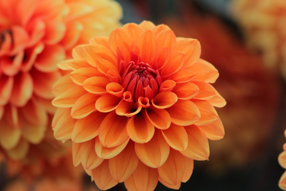 Fotografía de primer plano de flor de pétalos de naranja