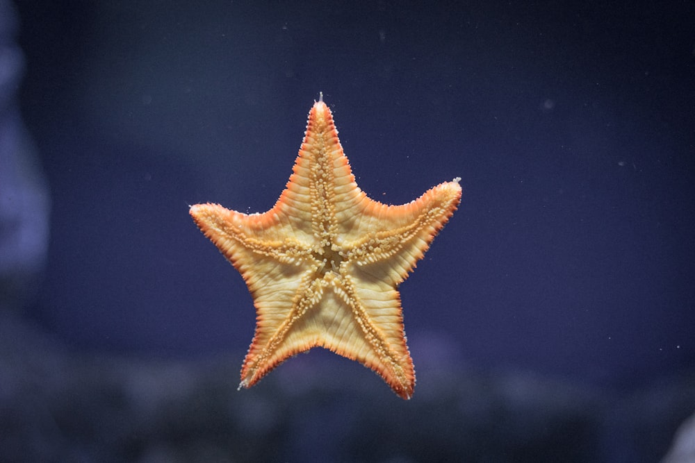 starfish on clear glass