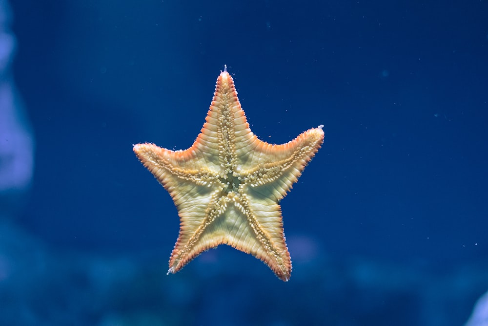 green and orange star fish floating on water