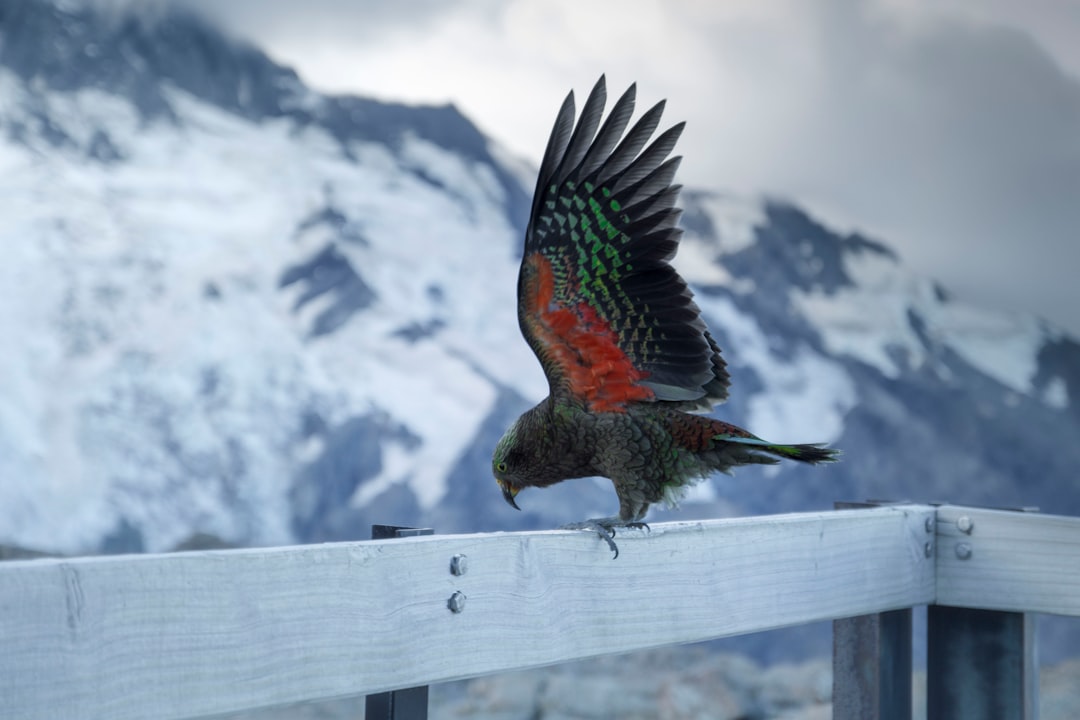 Wildlife photo spot Mueller Hut Aoraki