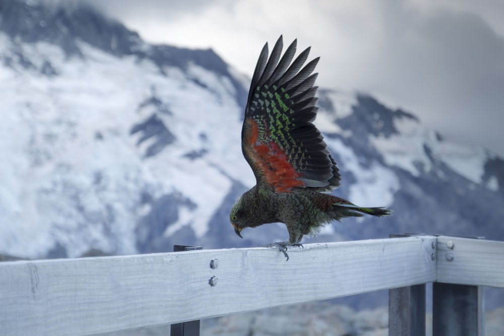 red and black bird on white wooden railings during daytime