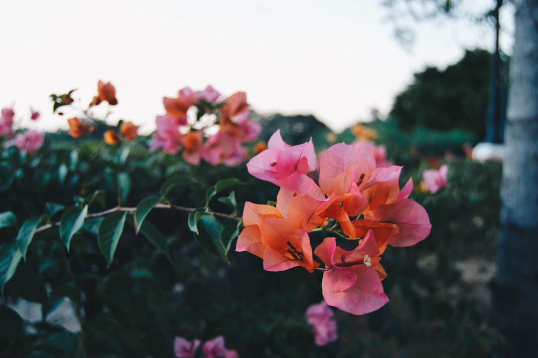 closeup photo of bougainvillea flowers