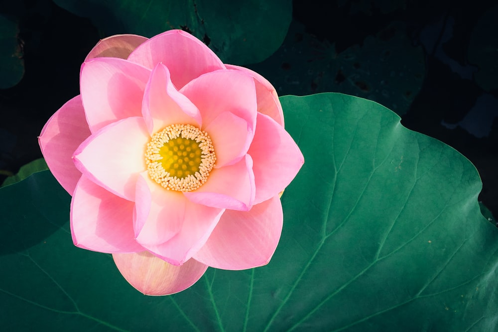 Foto de primer plano de flor de pétalos rosados