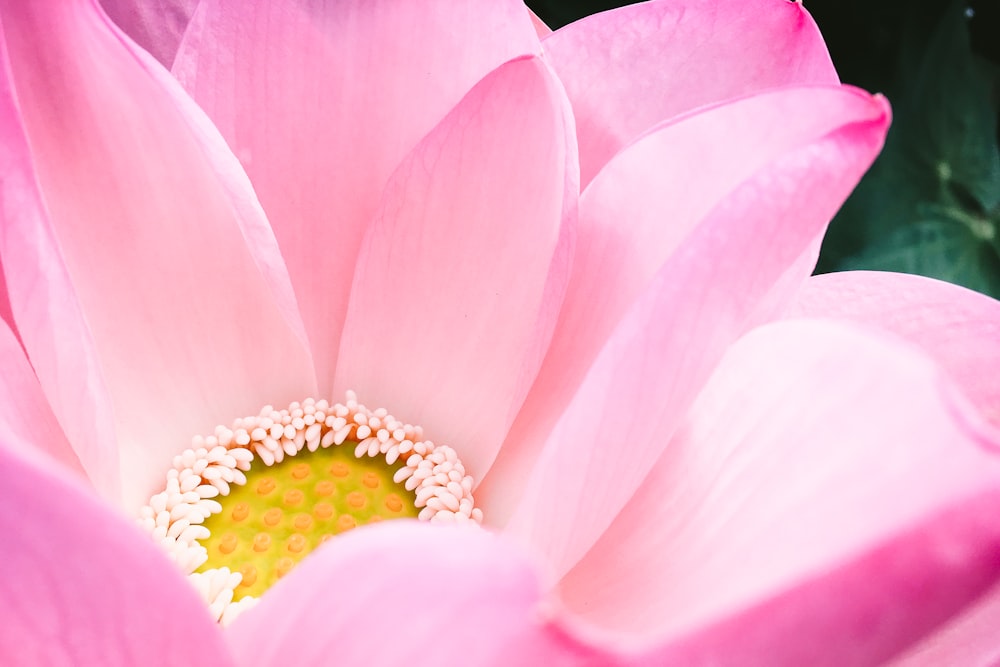 Fotografia de close-up de foco seletivo de flor de pétala rosa