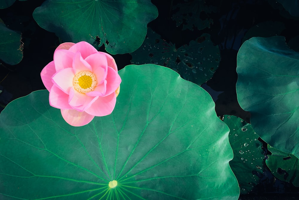 fiore rosa vicino alla foglia verde