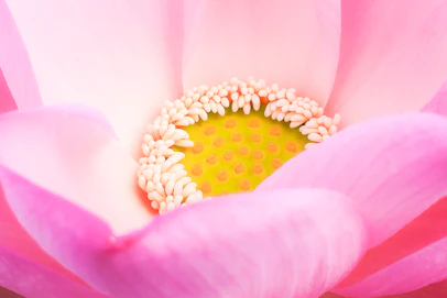 pink flower goes by the name Lotus Stamens or Lian Xu
