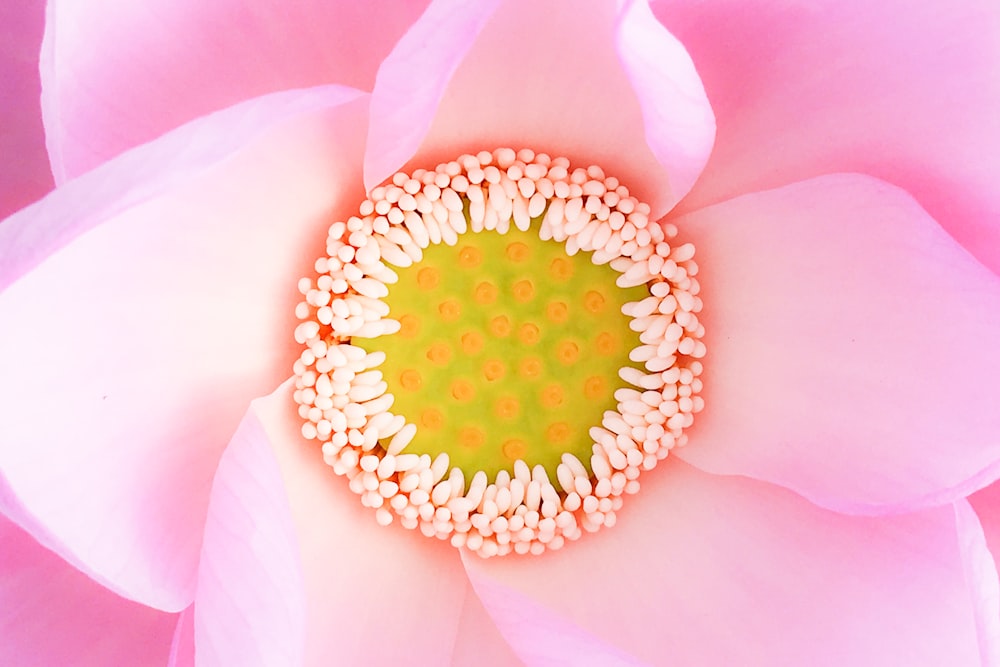 closeup photo of pink petaled flower