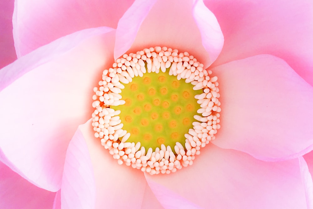 foto ravvicinata di fiore dai petali rosa