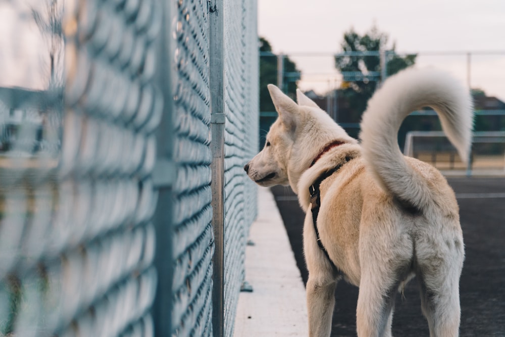 white dog standing beside fence