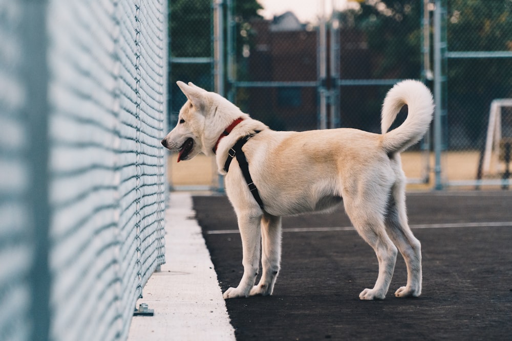 fotografia a fuoco selettiva del cane che guarda la recinzione