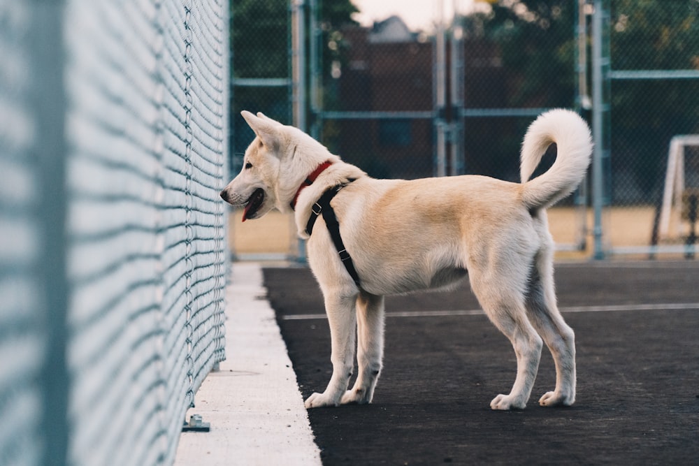 selective focus photography of dog looking at fence