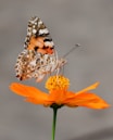 selective focus photography of butterfly on orange petaled flower