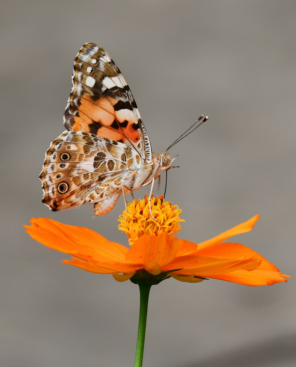 주황색 꽃잎이 달린 꽃에 나비의 선택적 초점 사진