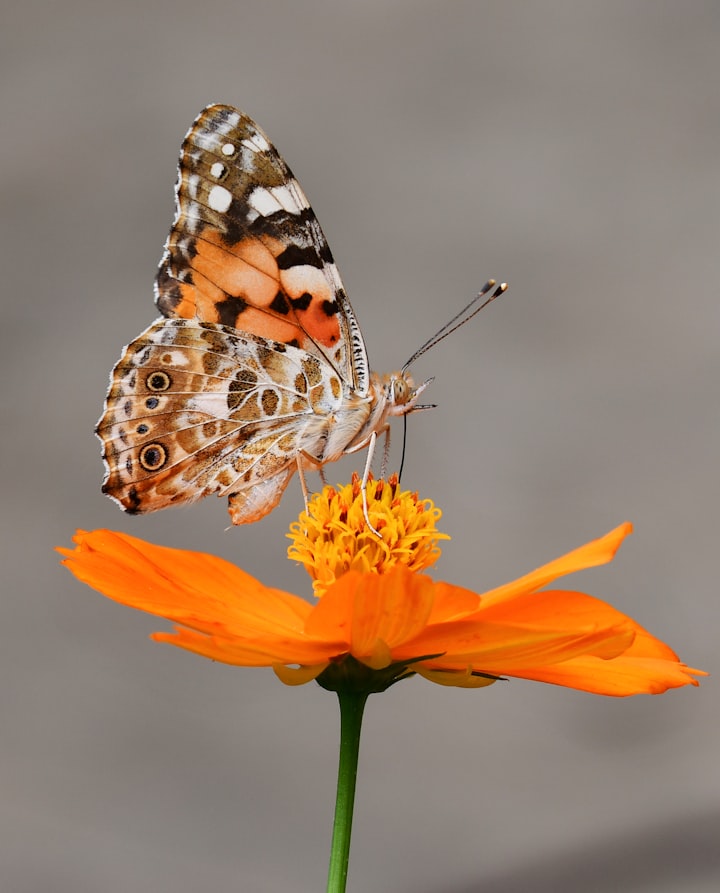 The Beauty of Butterflies