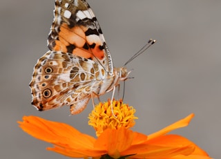 selective focus photography of butterfly on orange petaled flower