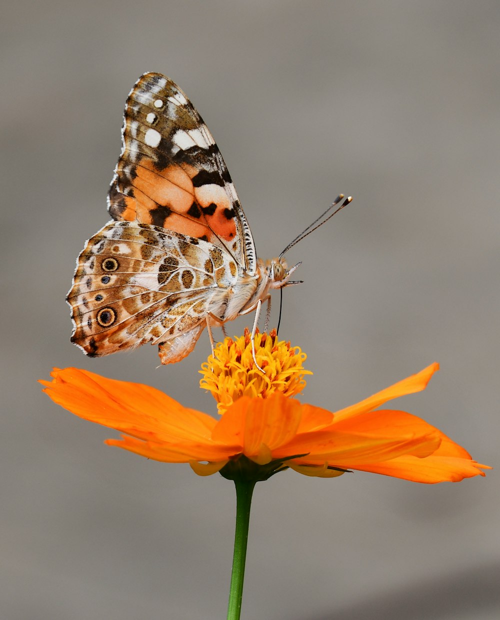 selective focus photography of butterfly on orange petaled flower