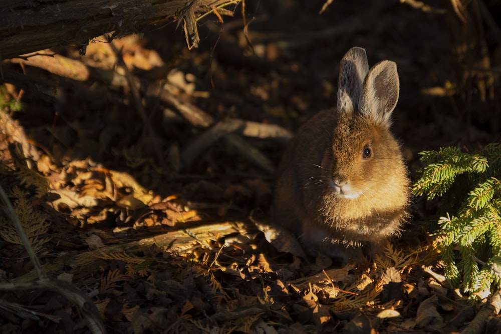 conejo marrón sentado sobre hojas marchitas marrones