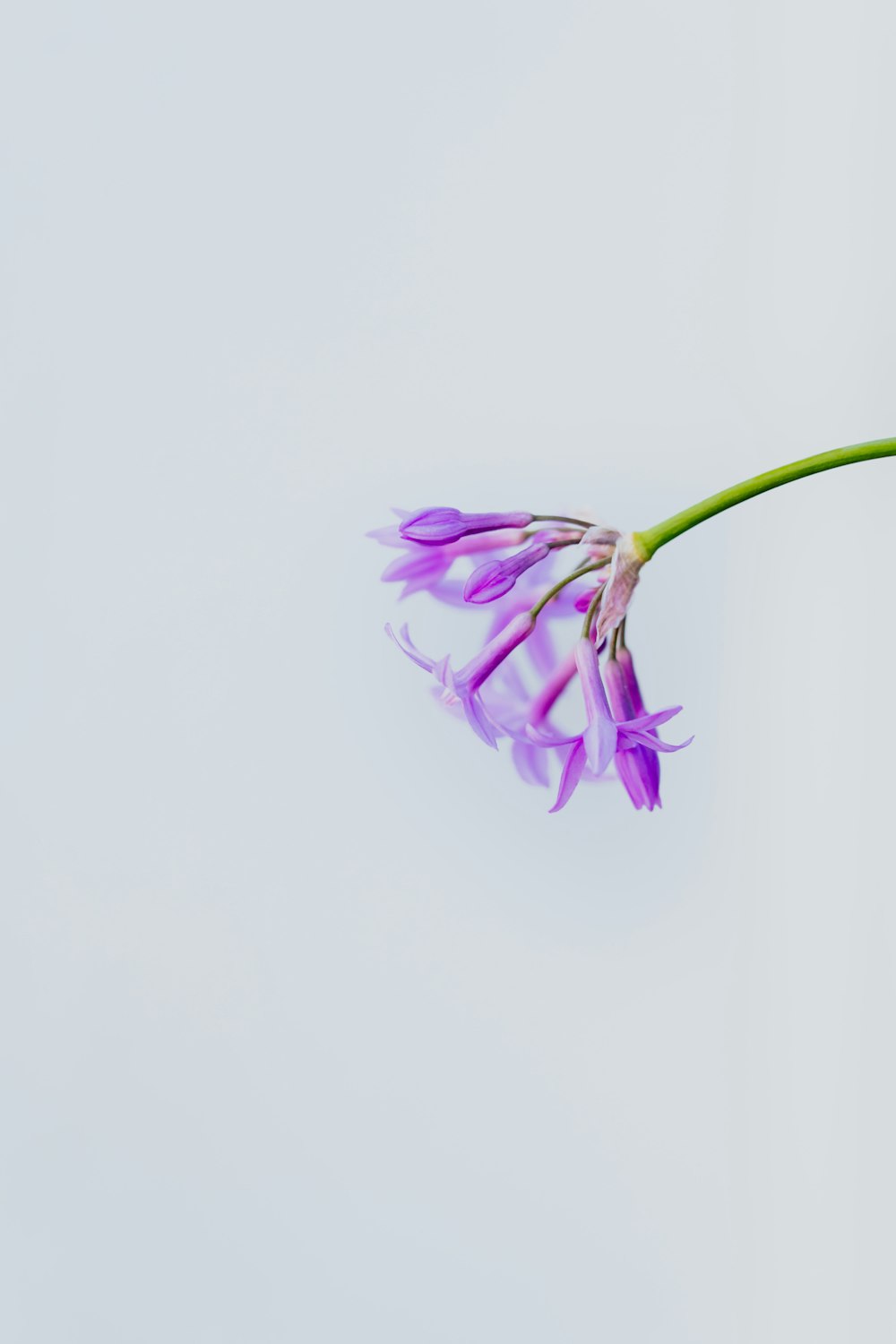 fleur violette sur fond blanc