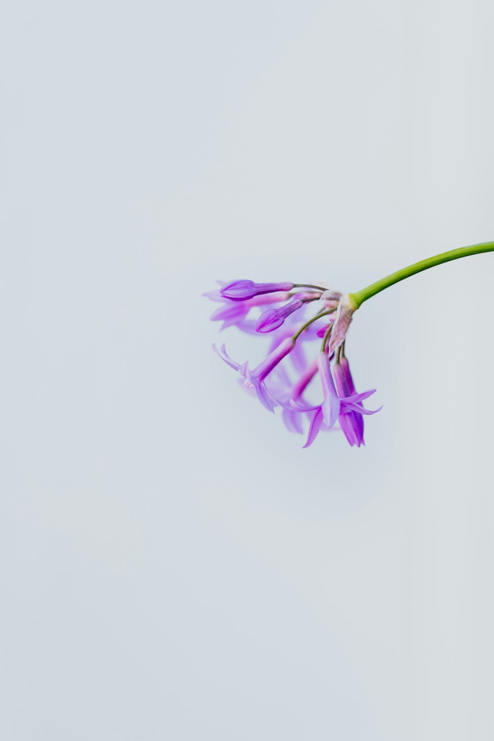 flor púrpura sobre fondo blanco