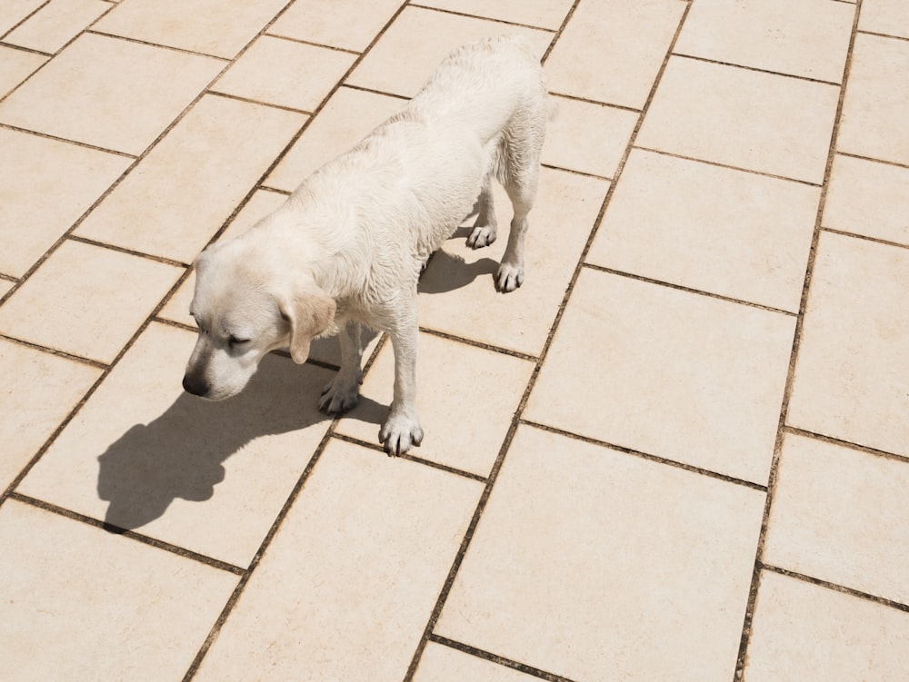 yellow dog standing on ceramic tile