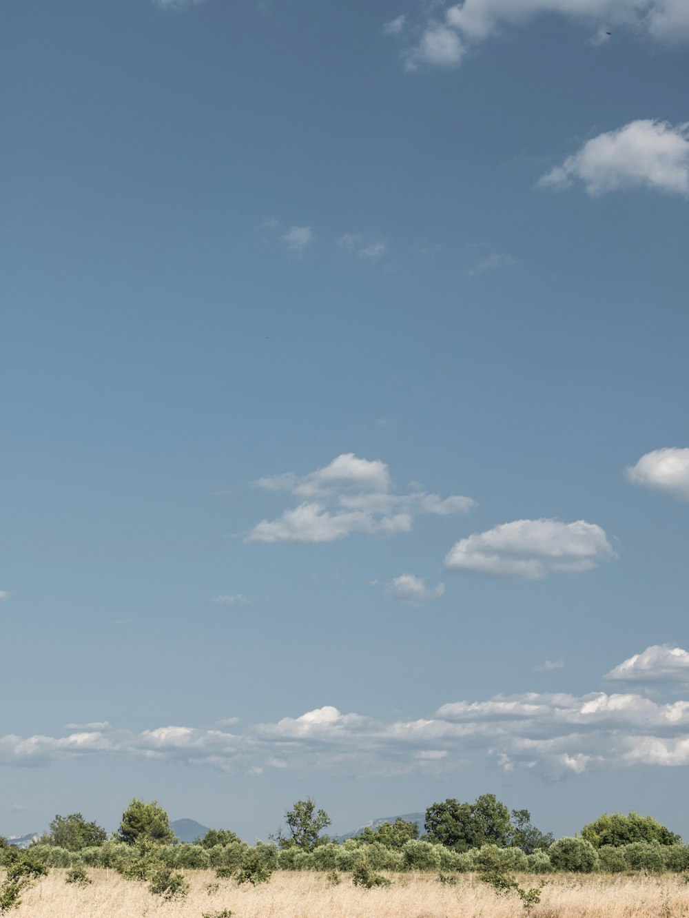 grass field under blue sky