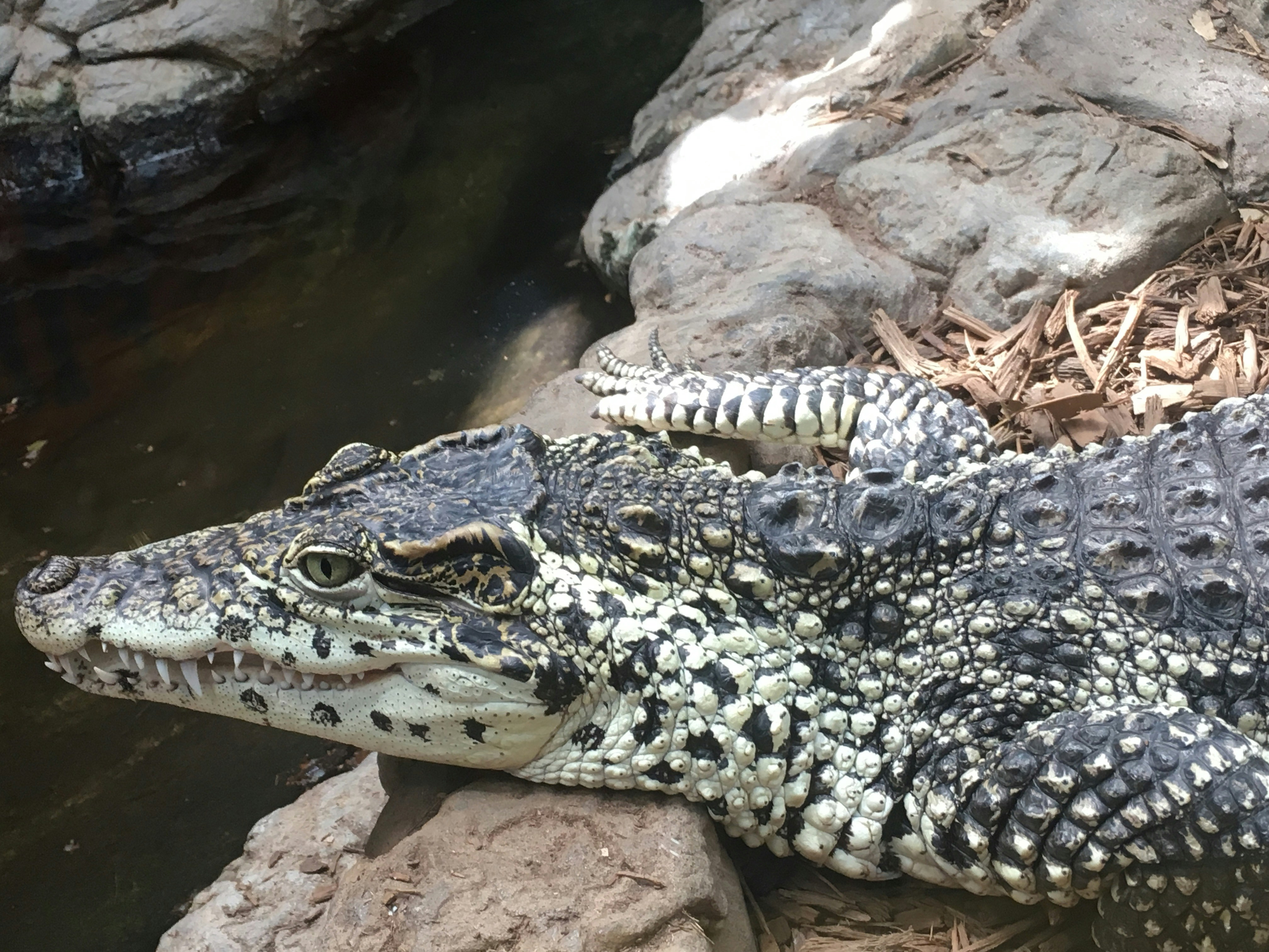 Cocodrilos: Reptiles Famosos en la Cultura Popular y sus Características Biológicas